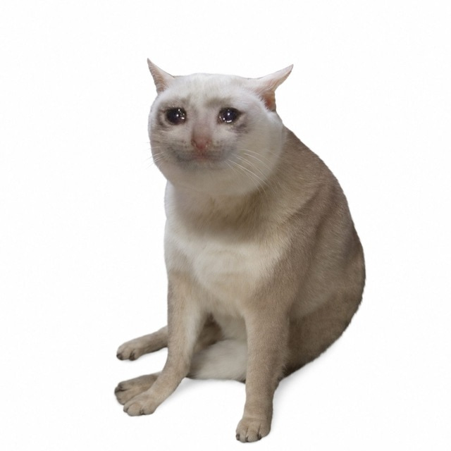 Cash Cat (CASHCAT) meme coin logo on Robinhood Chain
