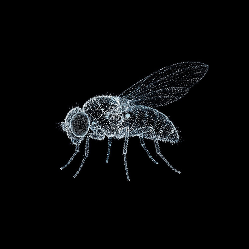 FLYBRAIN logo