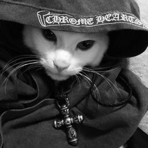 Chrome Cat (CHROME) meme coin logo on Robinhood Chain