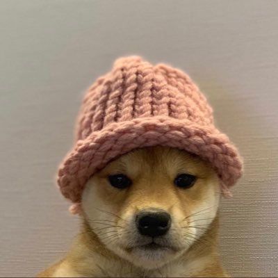 dogwifhat ($WIF) meme coin logo on Solana