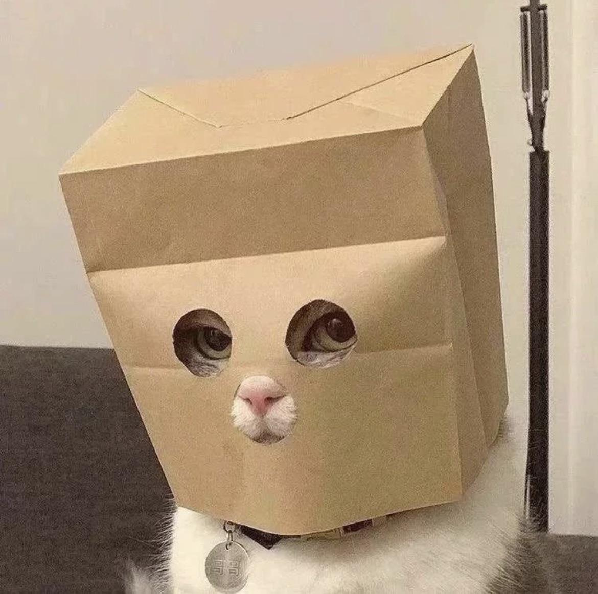 Anonymous Cat (ZCAT) meme coin logo on Solana